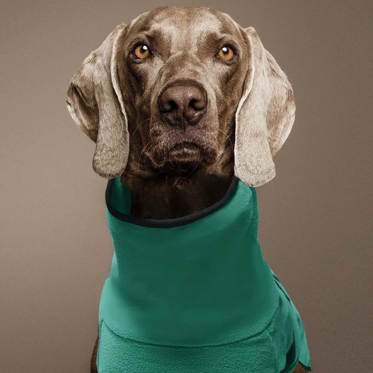 Winter Pet Dog Clothes Warm Big Dog Coat Puppy Clothing Pet Vest Jacket For Small Medium Large Dogs Golden Retriever